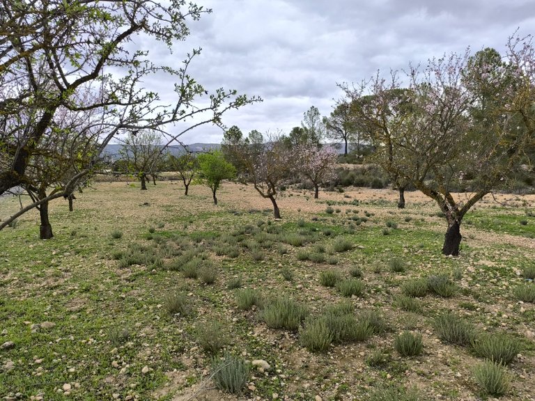 Plot for Sale in Monovar, Alicante 2