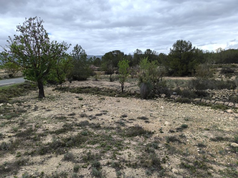 Plot for Sale in Monovar, Alicante 12