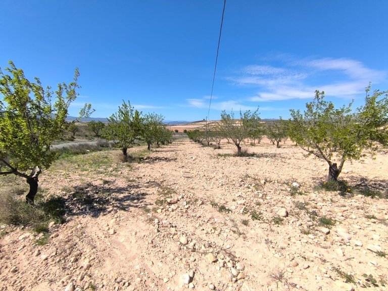 Plot for Sale in Jumilla, Murcia 1