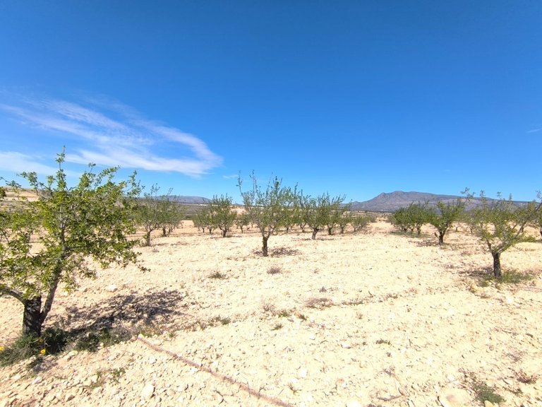 Plot for Sale in Jumilla, Murcia 2