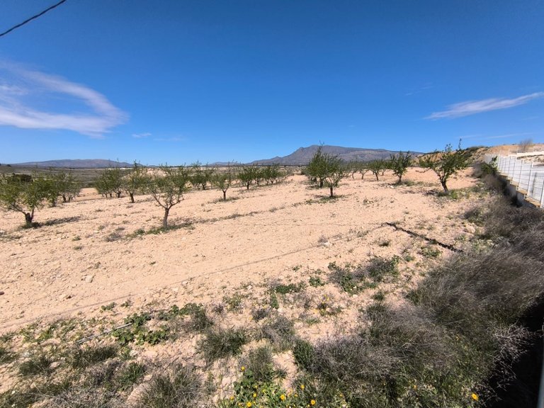 Plot for Sale in Jumilla, Murcia 3
