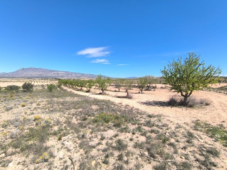 Plot for Sale in Jumilla, Murcia 1