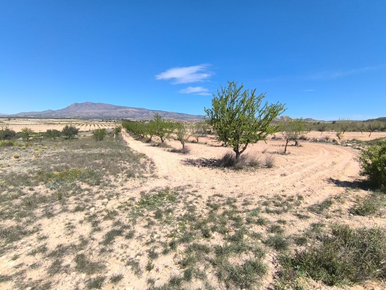 Plot for Sale in Jumilla, Murcia 2