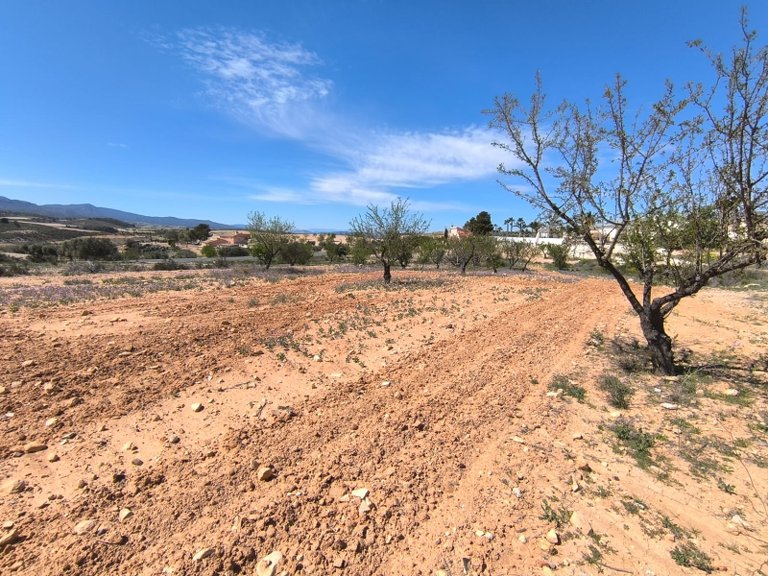 Plot for Sale in Jumilla, Murcia 2