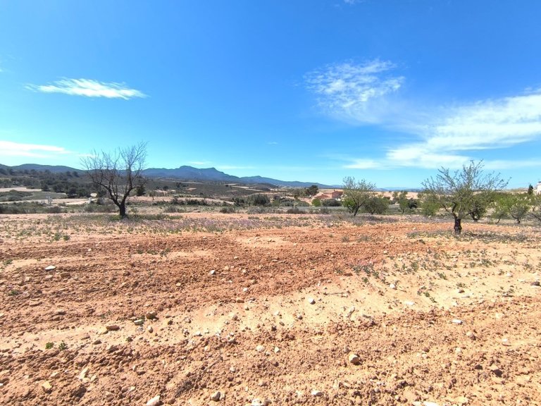 Plot for Sale in Jumilla, Murcia 1
