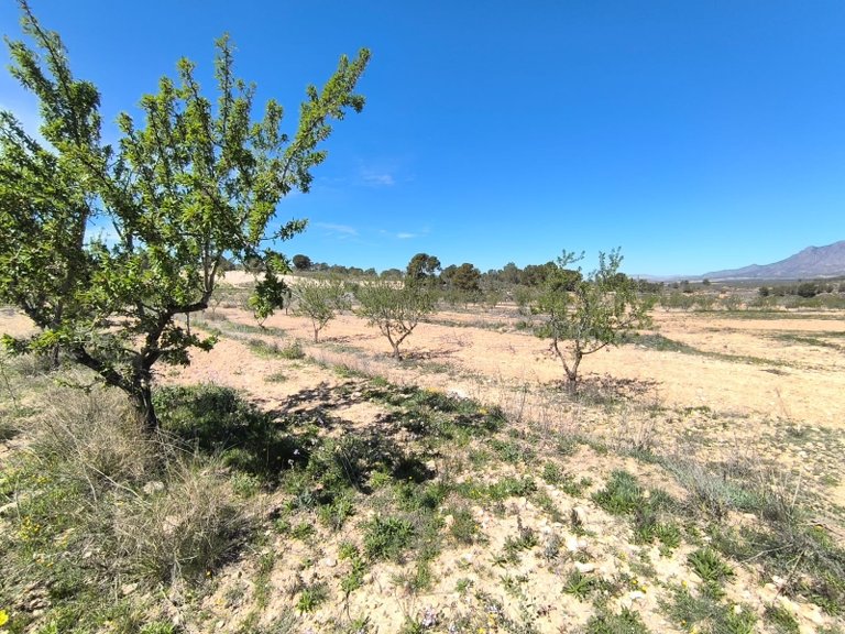 Plot for Sale in La Zarza, Murcia 3