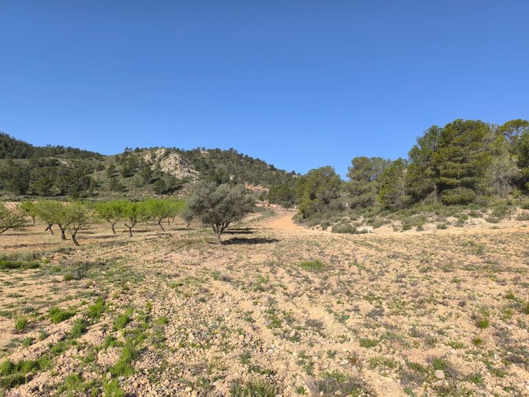 Plot for Sale in Yecla, Murcia 1