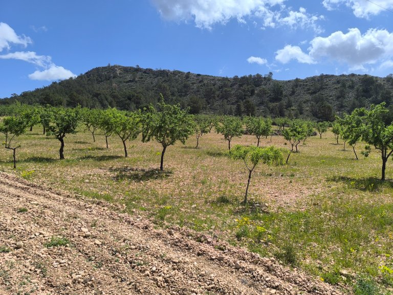 Plot for Sale in Orihuela, Alicante 3