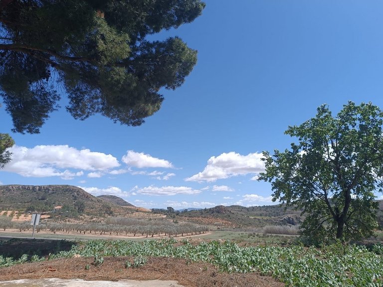 Country House for Sale in Yecla, Murcia 14