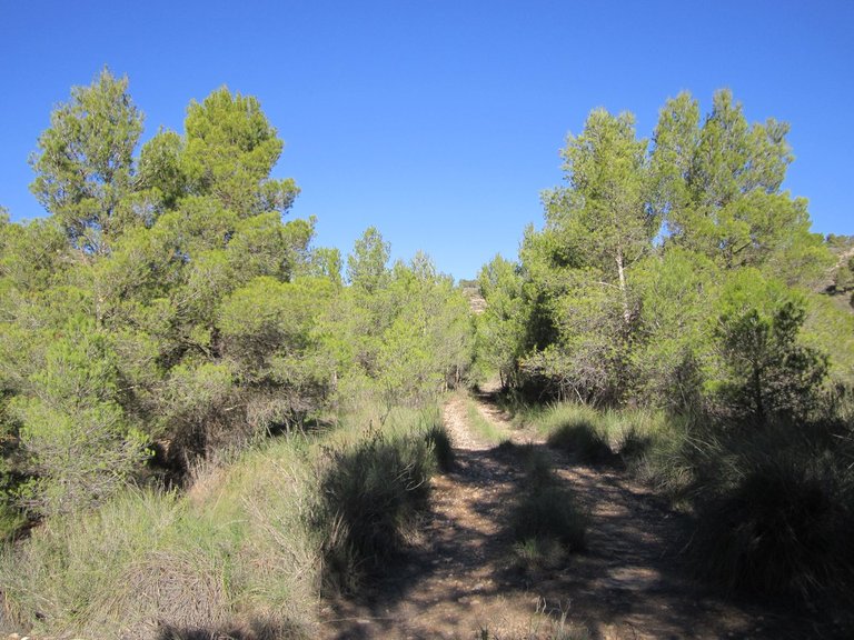 Plot for Sale in Yecla, Murcia 4