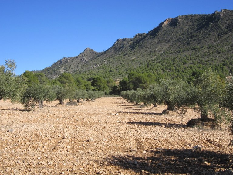 Plot for Sale in Yecla, Murcia 3