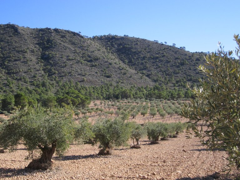 Plot for Sale in Yecla, Murcia 2
