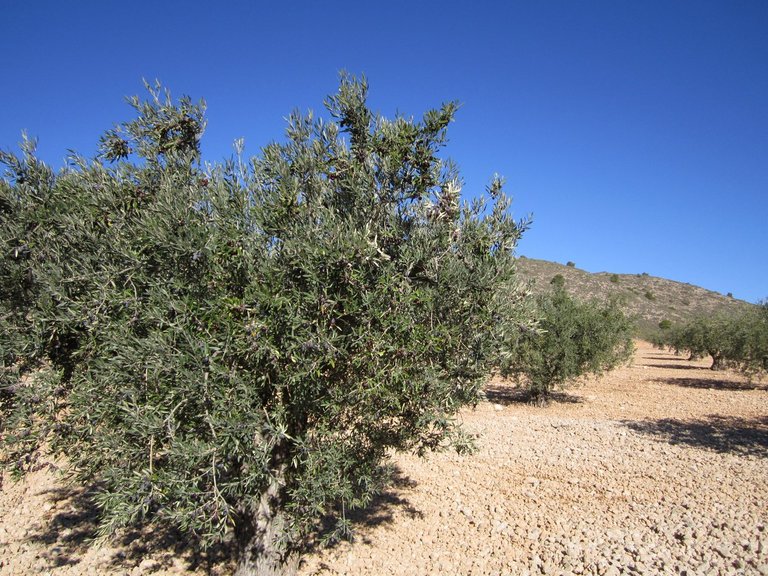 Plot for Sale in Yecla, Murcia 5