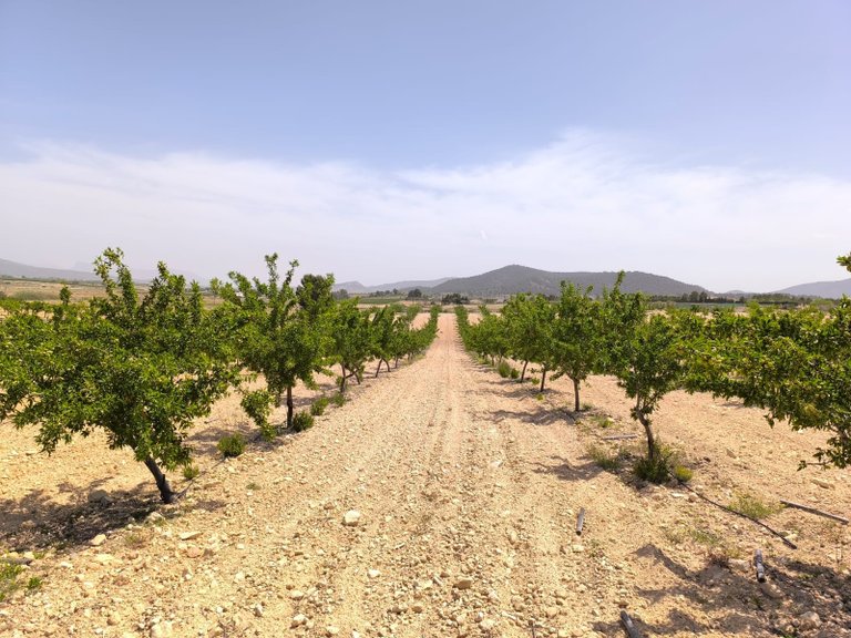 Plot for Sale in Pinoso, Alicante 1