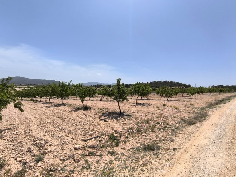 Plot for Sale in Pinoso, Alicante 2
