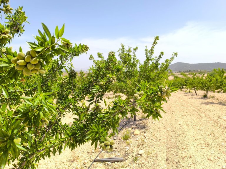 Plot for Sale in Pinoso, Alicante 4