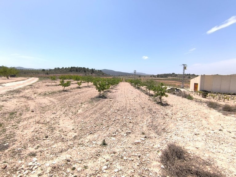 Plot for Sale in Monovar, Alicante 2