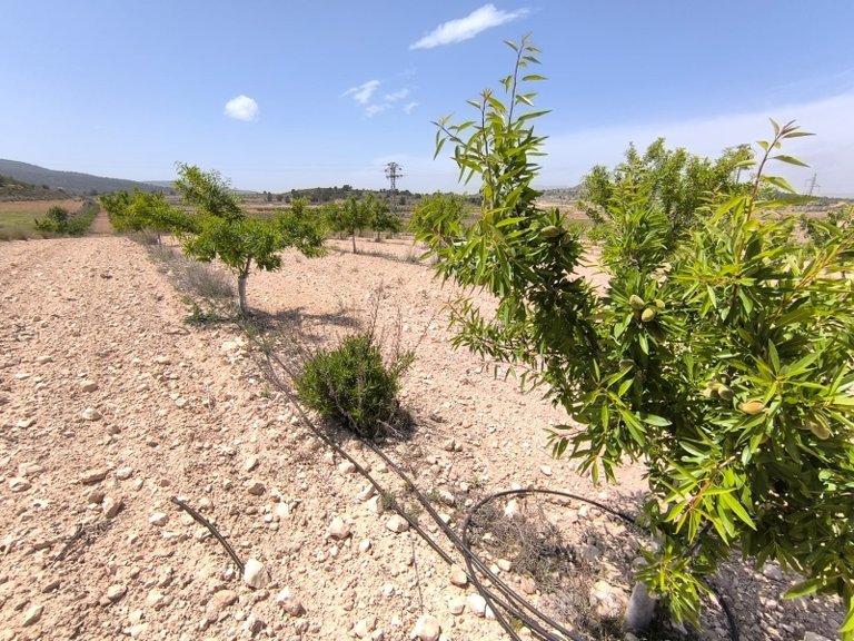 Plot for Sale in Monovar, Alicante 4