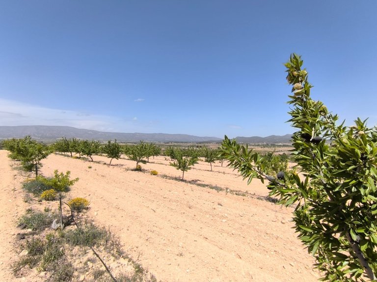 Plot for Sale in Monovar, Alicante 2