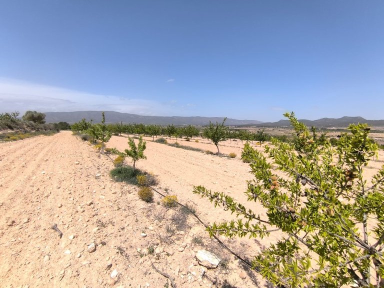 Plot for Sale in Monovar, Alicante 3