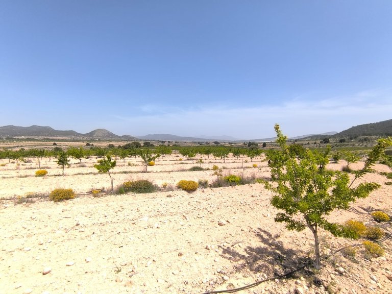 Plot for Sale in Monovar, Alicante 1