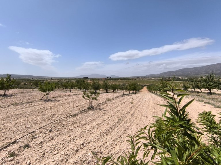 Plot for Sale in Pinoso, Alicante 3