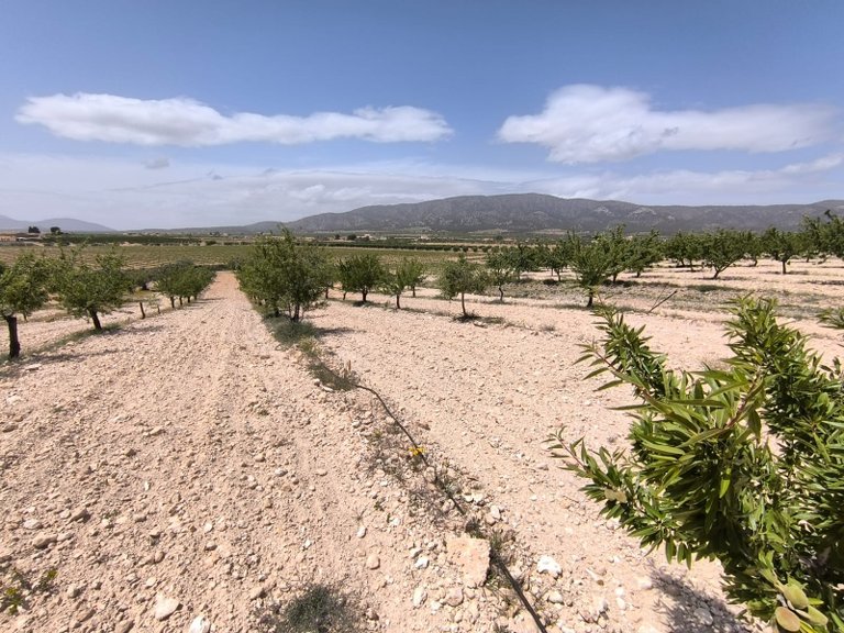 Plot for Sale in Pinoso, Alicante 2