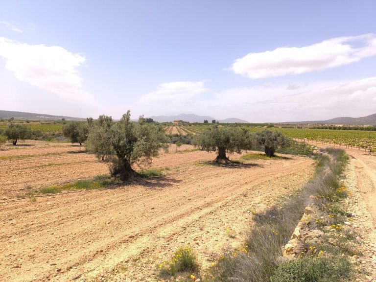 Plot for Sale in Pinoso, Alicante 1