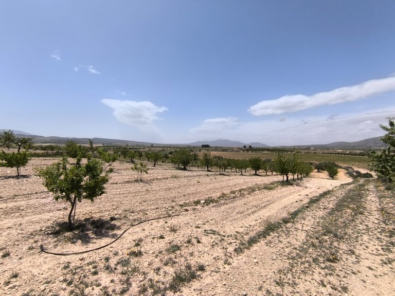 Plot for Sale in Pinoso, Alicante 4