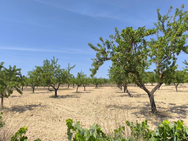 Plot for Sale in Monovar, Alicante 1