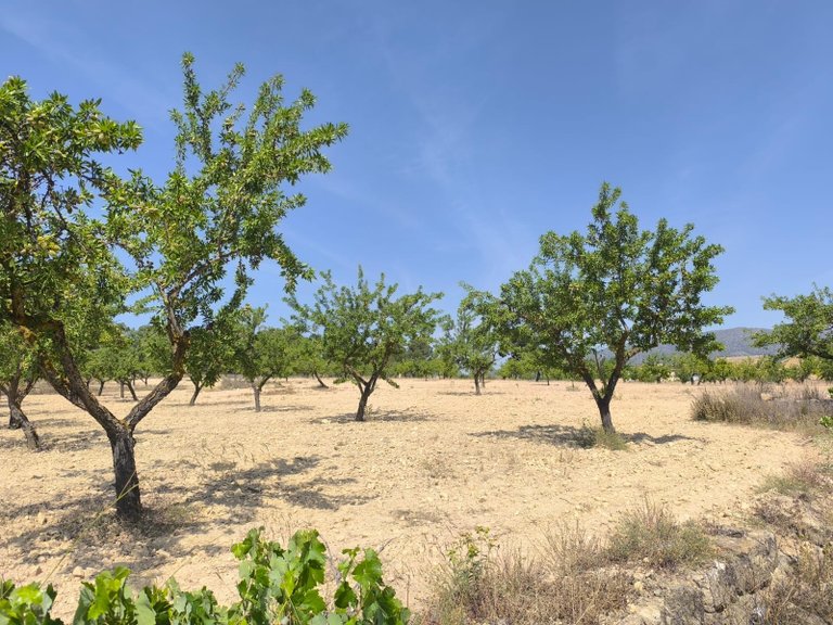 Plot for Sale in Monovar, Alicante 3