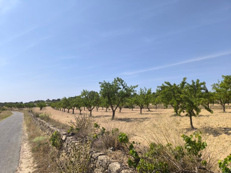 Plot for Sale in Monovar, Alicante 2