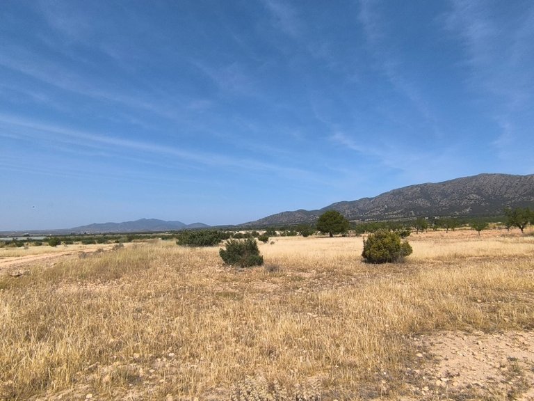 Plot for Sale in Monovar, Alicante 1