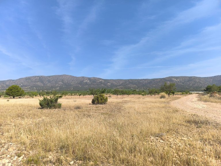Plot for Sale in Monovar, Alicante 3