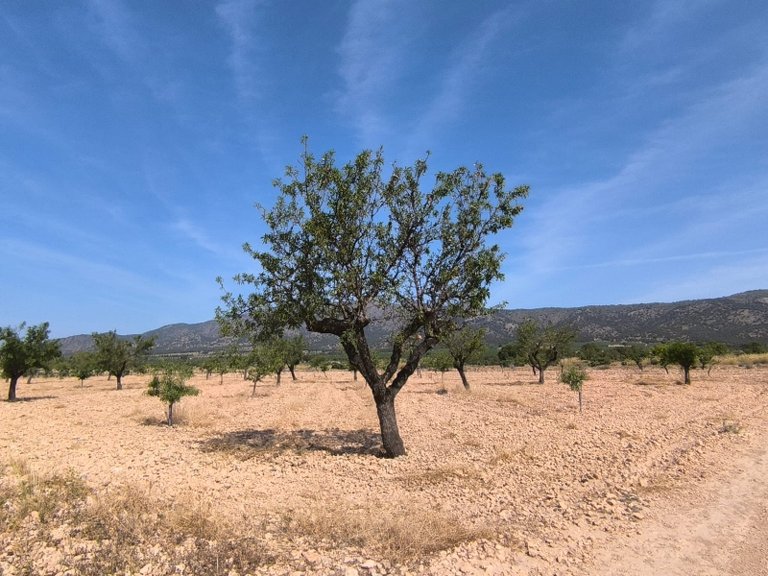 Plot for Sale in Monovar, Alicante 2