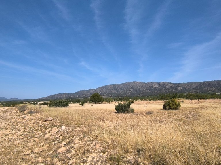 Plot for Sale in Monovar, Alicante 4