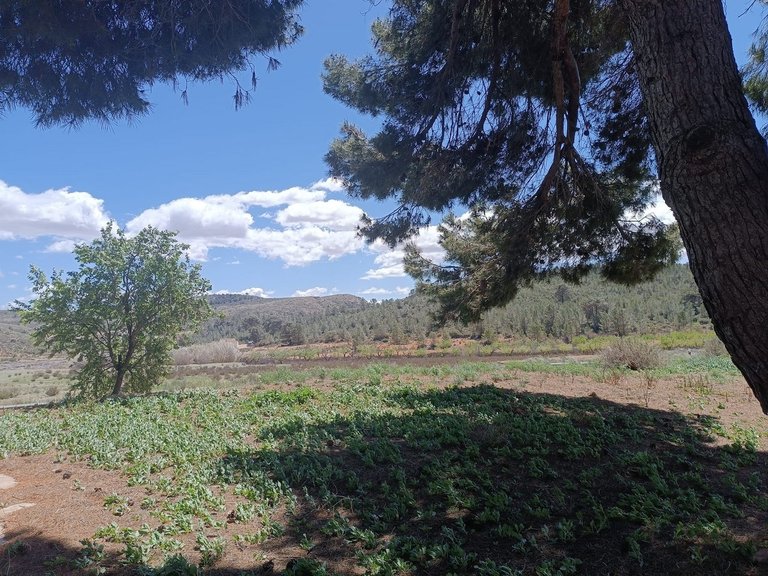 Country House for Sale in Yecla, Murcia 7
