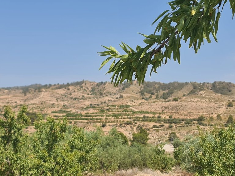 Plot for Sale in Abanilla, Murcia 3