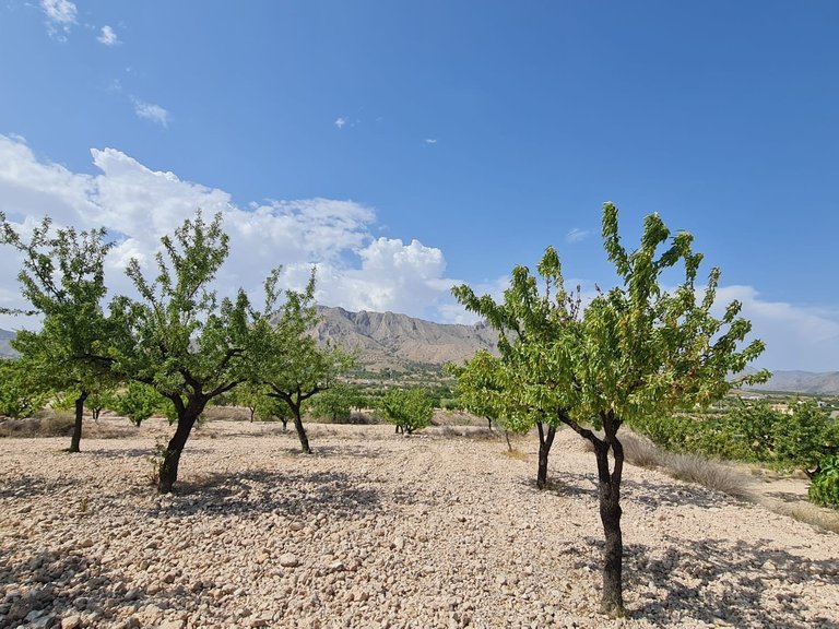 Plot for Sale in Abanilla, Murcia 7