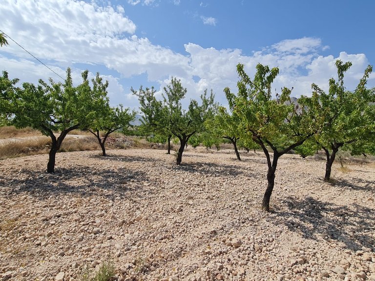 Plot for Sale in Abanilla, Murcia 10