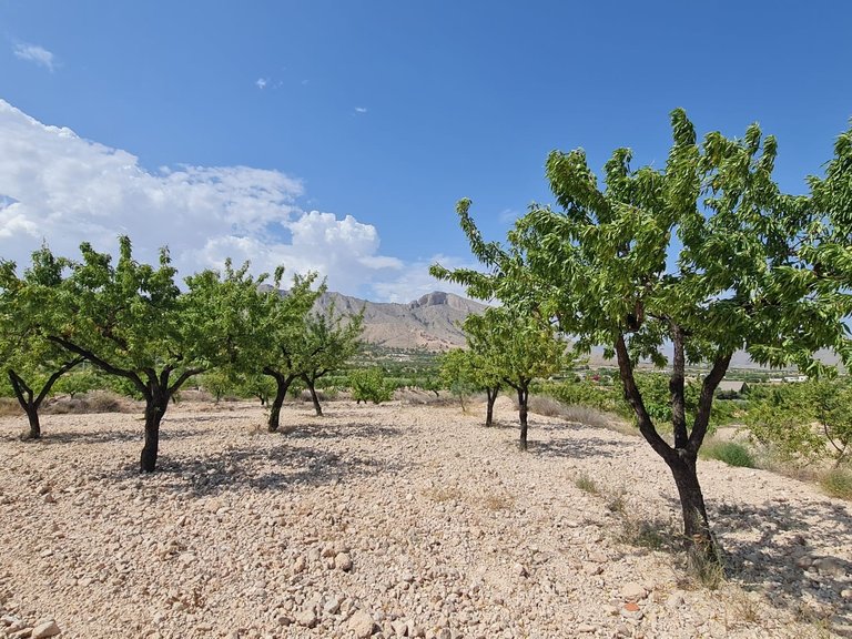Plot for Sale in Abanilla, Murcia 6