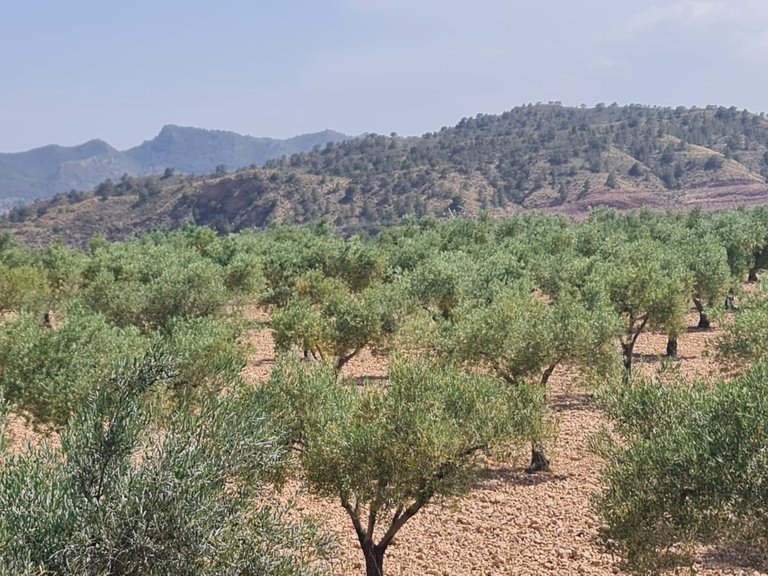 Plot for Sale in Abanilla, Murcia 5