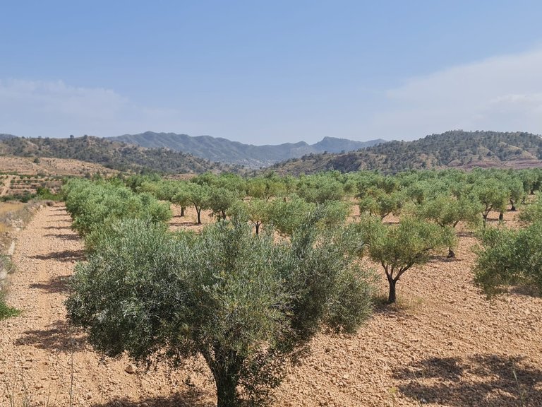 Plot for Sale in Abanilla, Murcia 3