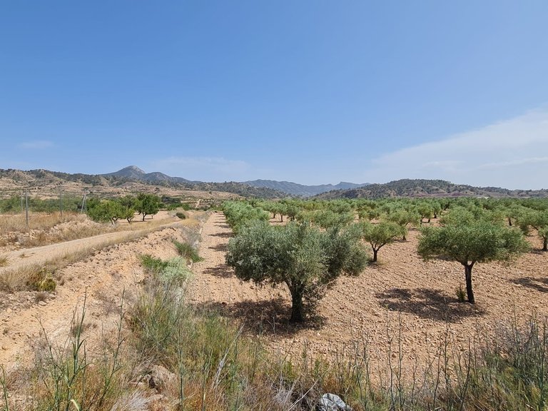 Plot for Sale in Abanilla, Murcia 7
