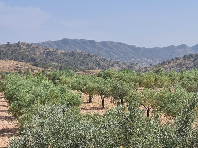 Plot for Sale in Abanilla, Murcia 4