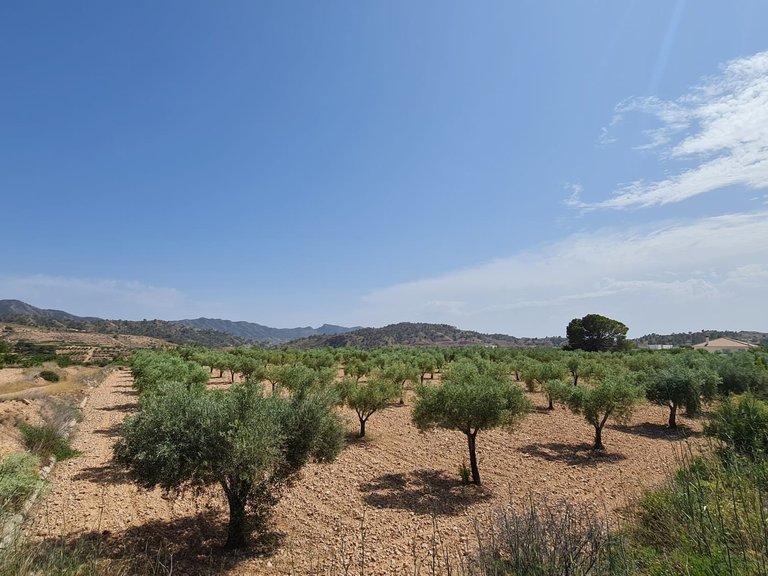 Plot for Sale in Abanilla, Murcia 8
