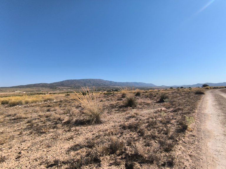 Plot for Sale in Pinoso, Alicante 3