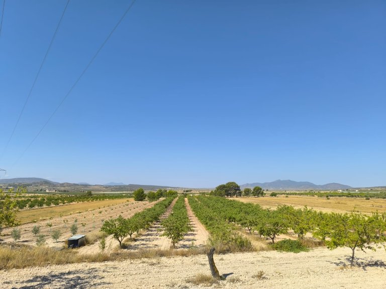 Plot for Sale in Monovar, Alicante 1