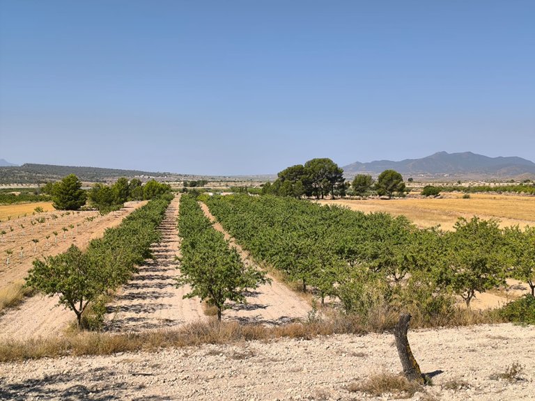 Plot for Sale in Monovar, Alicante 2
