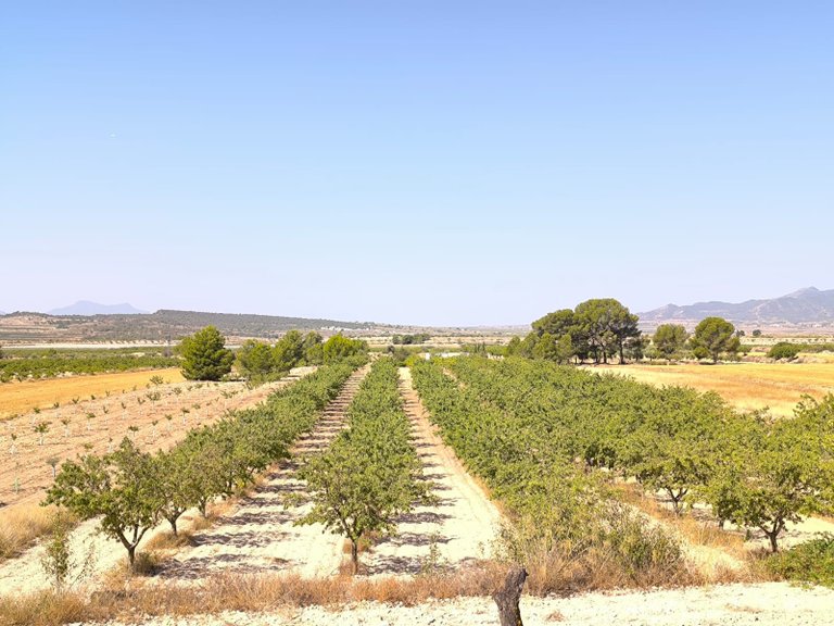 Plot for Sale in Monovar, Alicante 3